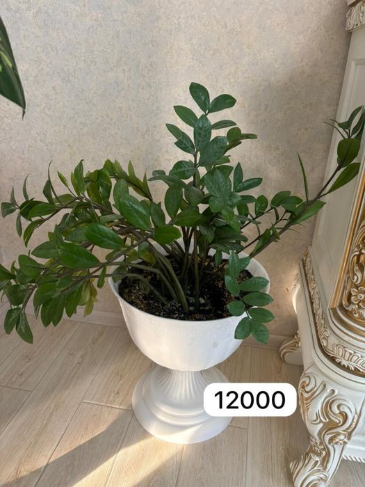 Продаю комнатные растения