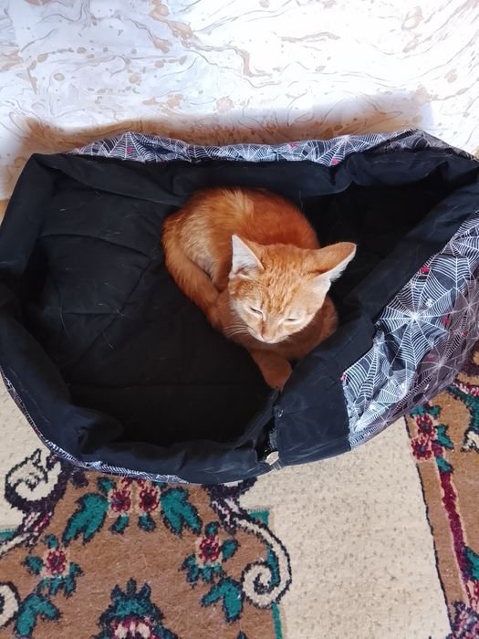 Отдам котенка примерно 3-4 месяца