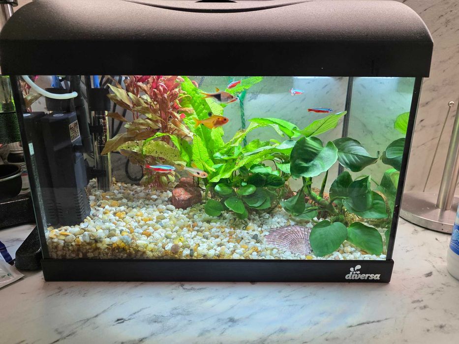 Аквариум 30 литра