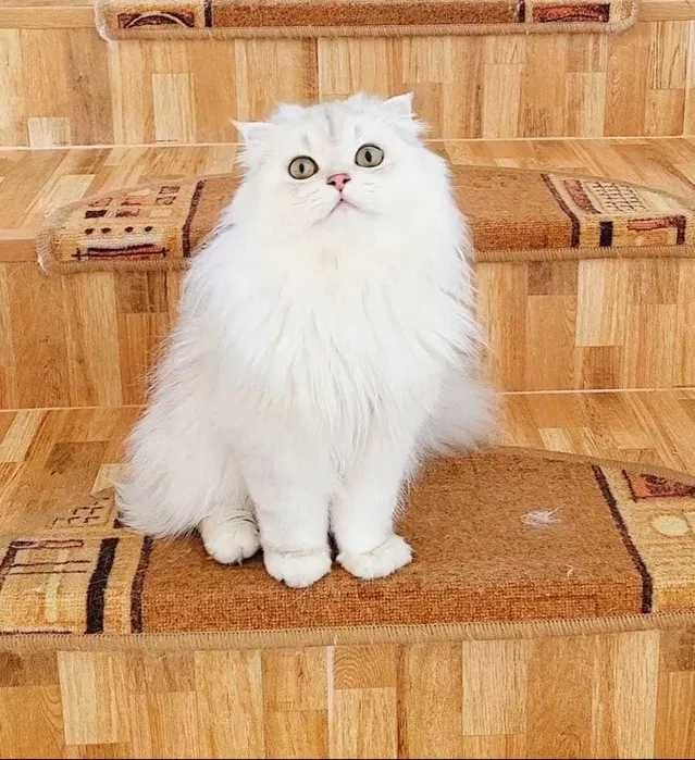 Scottish fold baiat cu pedigree wcf