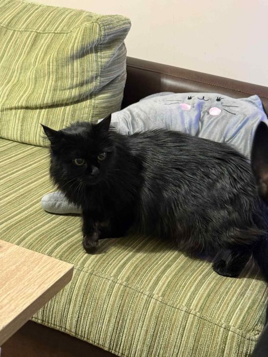 Женска черна котка