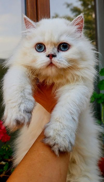 Fetiță British Longhair cu pedigree