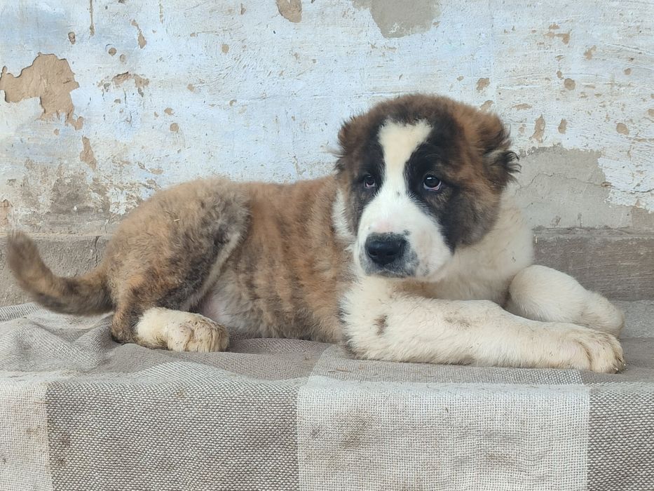 Щенки САО Алабай 3 месяца