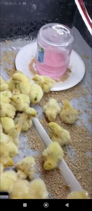 Beliy gigant bedana Inkubatsion tuxum va jo'jasiga zakaz olamiz