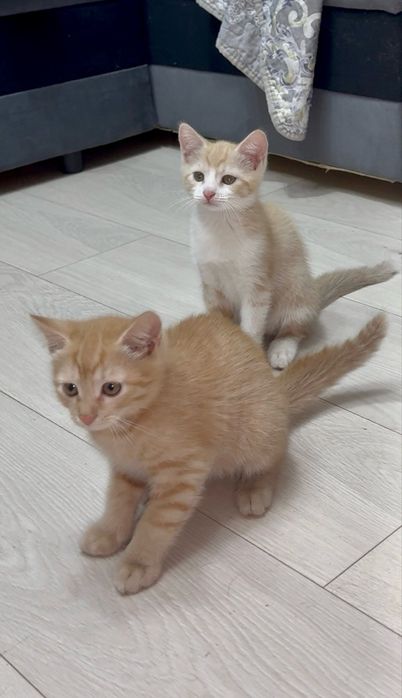 Отдам котят, 2 мальчика