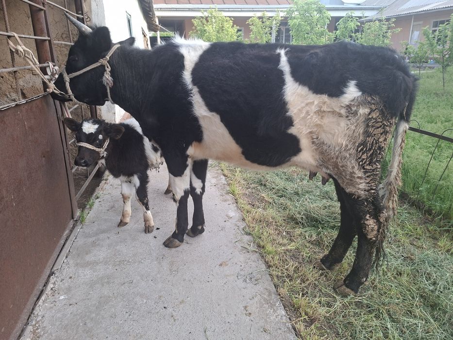 Бұзаулы сиыр сатылады