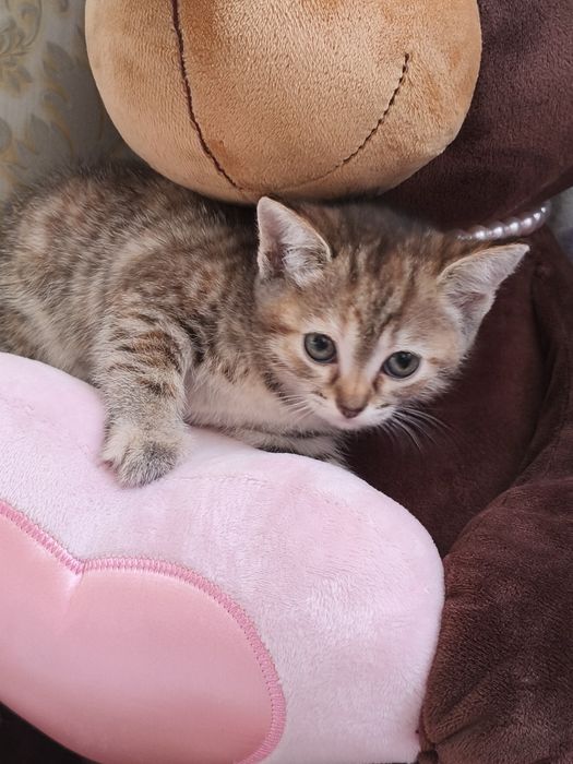 Отдам котенка девочку