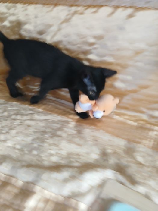 Котенок мальчик в семью