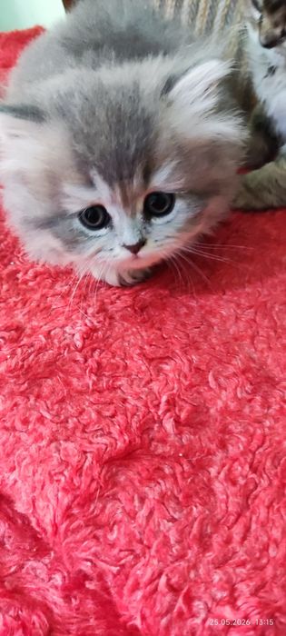 Котята скотиш страйт