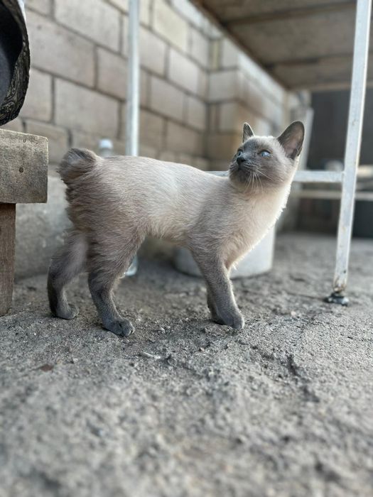 Отдаём в хорошие руки молодого котика.