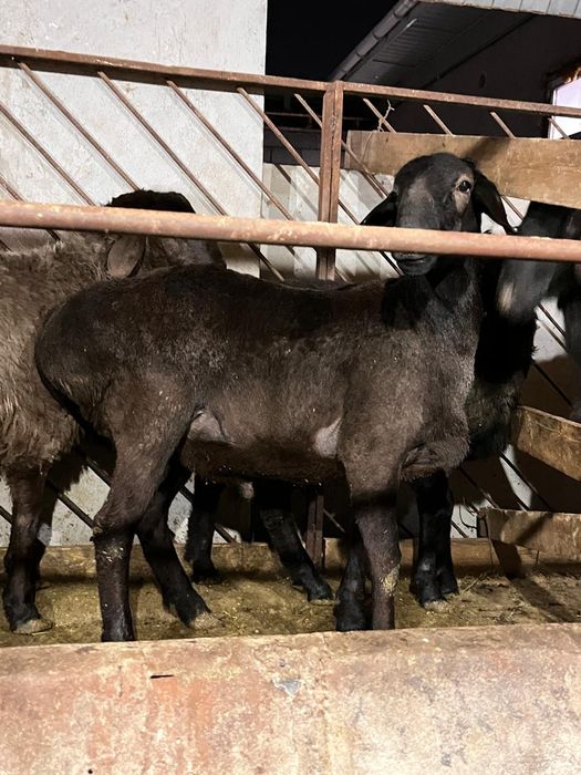 Қошқар қой тоқты