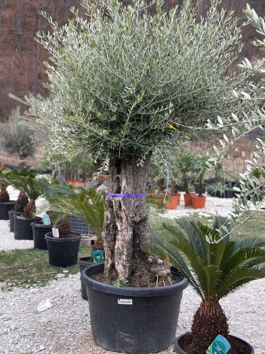 Plante Ornamentale Premium pentru Amenajări Exterioare de Impact