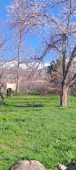 OQ TOSH 12 SOTIX YER SOTILADI xujjati joyida