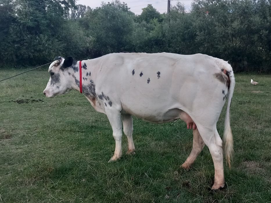 Vând vaca gestanta în 2 luni