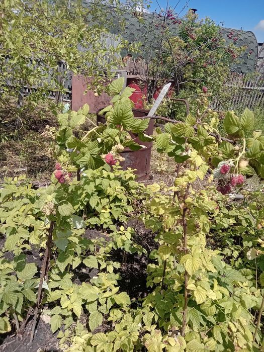 Продам дачу район Новопавловки