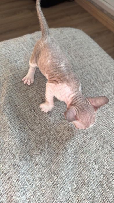 Продам девочку сфинкса