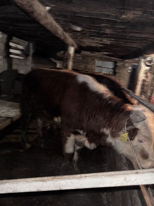 4 бас плотарашка 1 бас торпақ