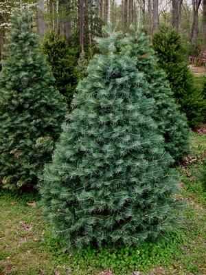 Puieti brad albastru calitate Premium-Abies concolor 4 ani