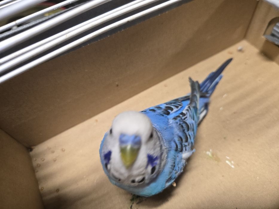 Papagali peruși de vânzare