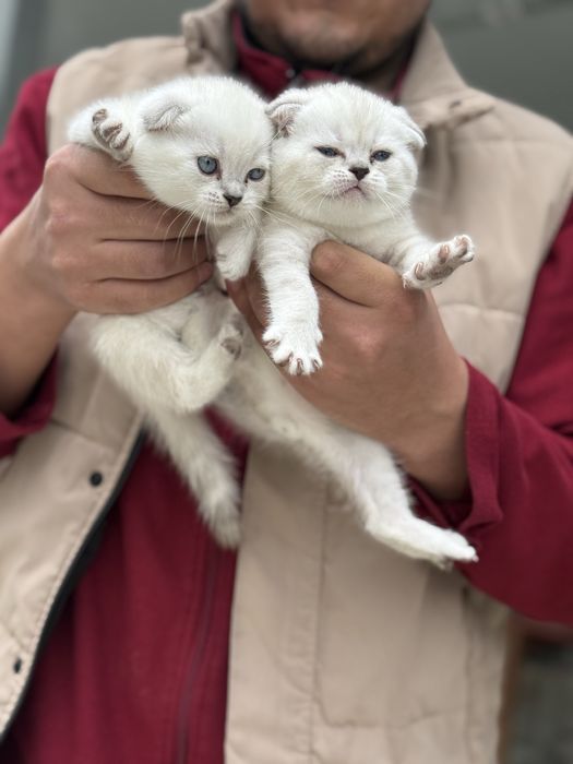 Котята вислоушки