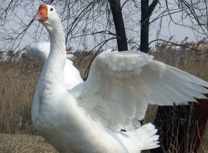Продам гусят суточных