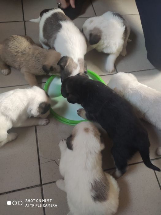 Отдам щенков в добрые руки