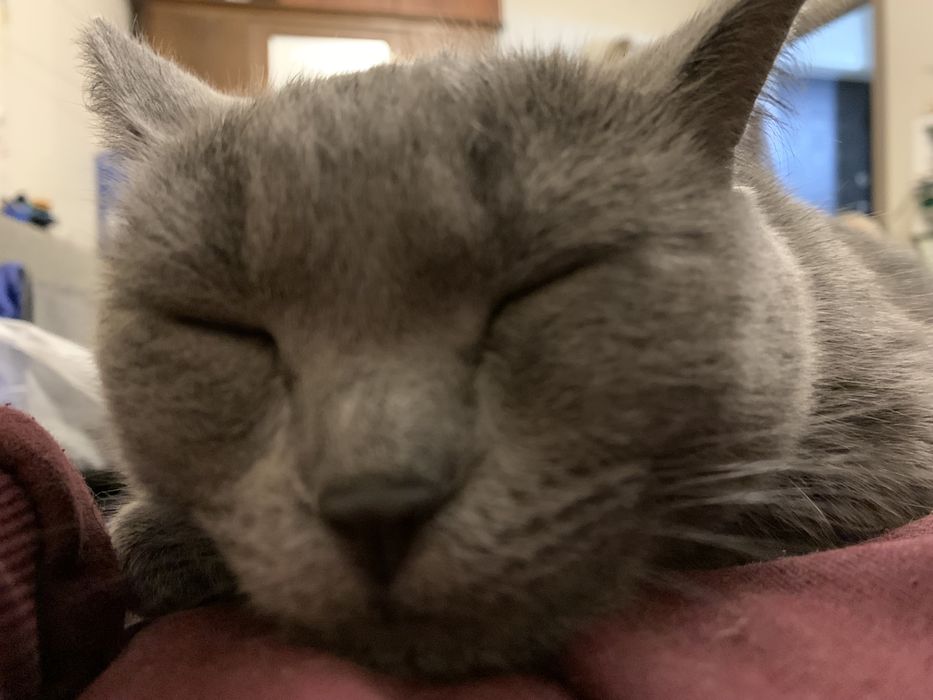 Кошка британка