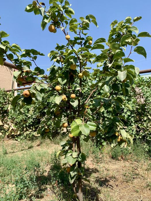 Земельный участок на локаторе