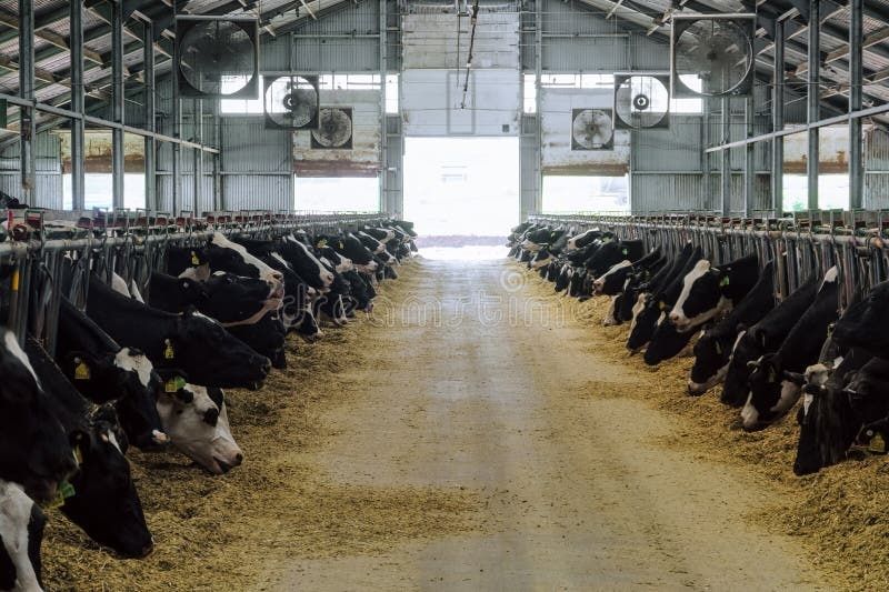 Мол бокиш ва купайтириш учун хамкор излаяпман, ищем партнёров для скот