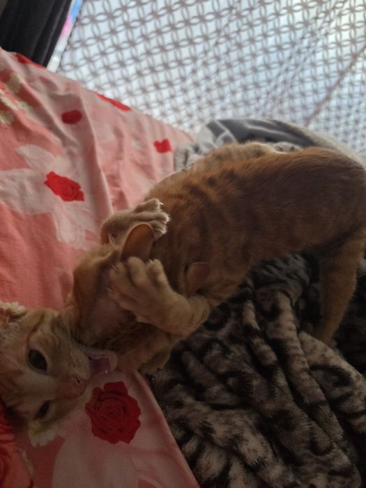 GARFIELD & LUNA își caută o familie – Adopție împreună