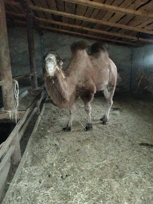 Еркек түйе сатам
