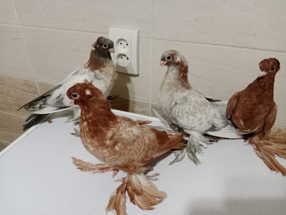 Продам  голубей