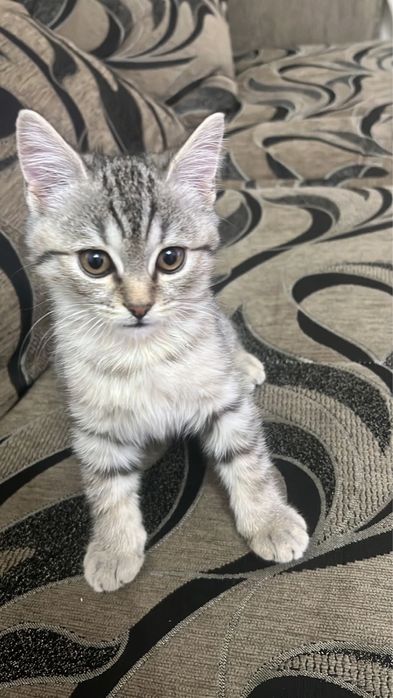 Продам шотландца