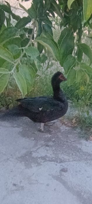 Ordaklar sotiladi indiski ordak 1ta xoʻroz 1ta makyon makyoni tugyapti