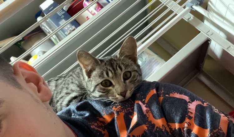 Donez pui de pisica 5-6 luni