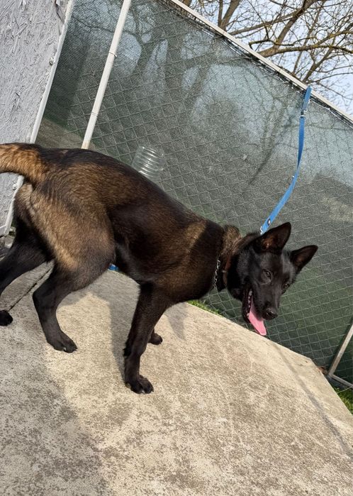 Femela Ciobanesc Belgian Malinois DRESATA