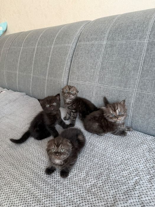 Чистокровные шотландские  котята