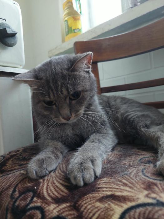 Кошка ищет семью и дом