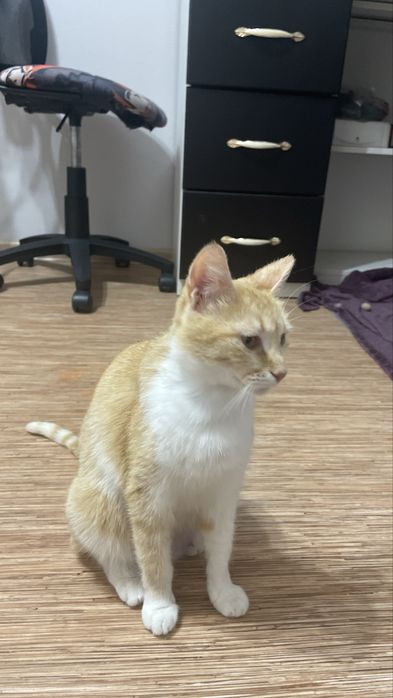 Отдам даром кошку