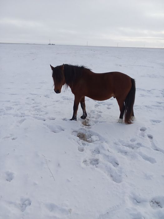 Продам жеребца .