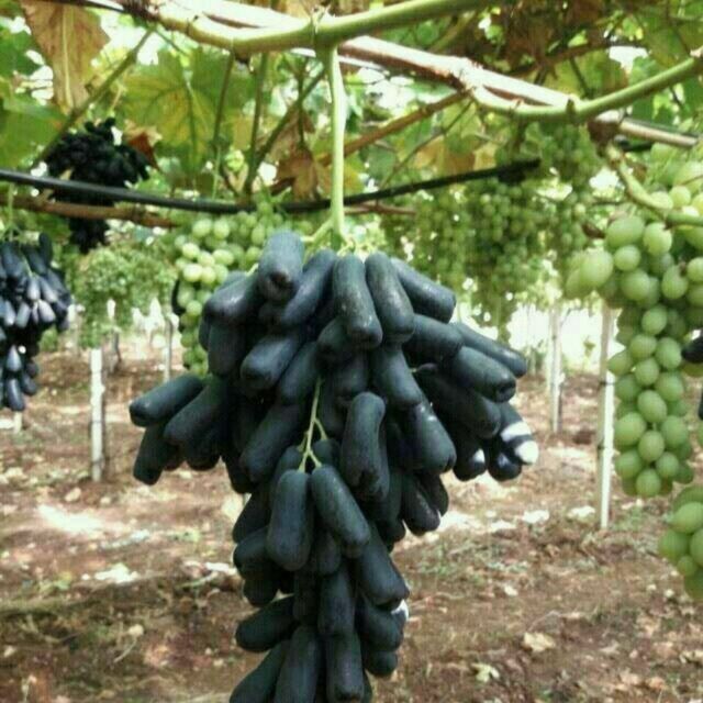 penklidi pol Karlik olma kochatlar bor