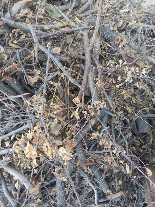 O'tin zaldori daraxtidan sotiladi