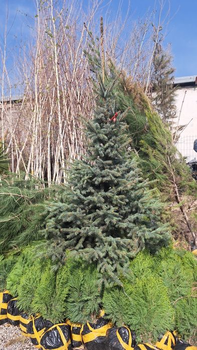 Beryoza sotiladi kelishilgan narhda