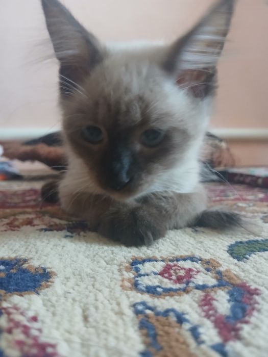 сиамская кошка продается