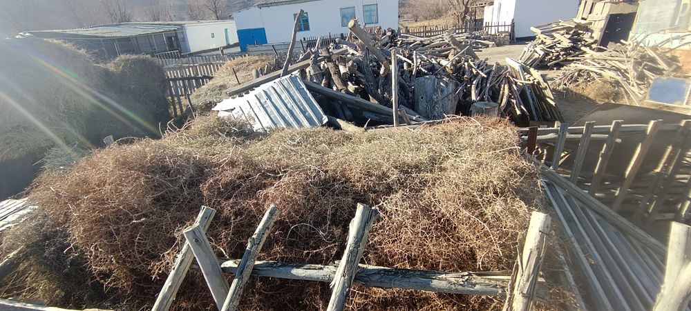 Верблюжья колючка