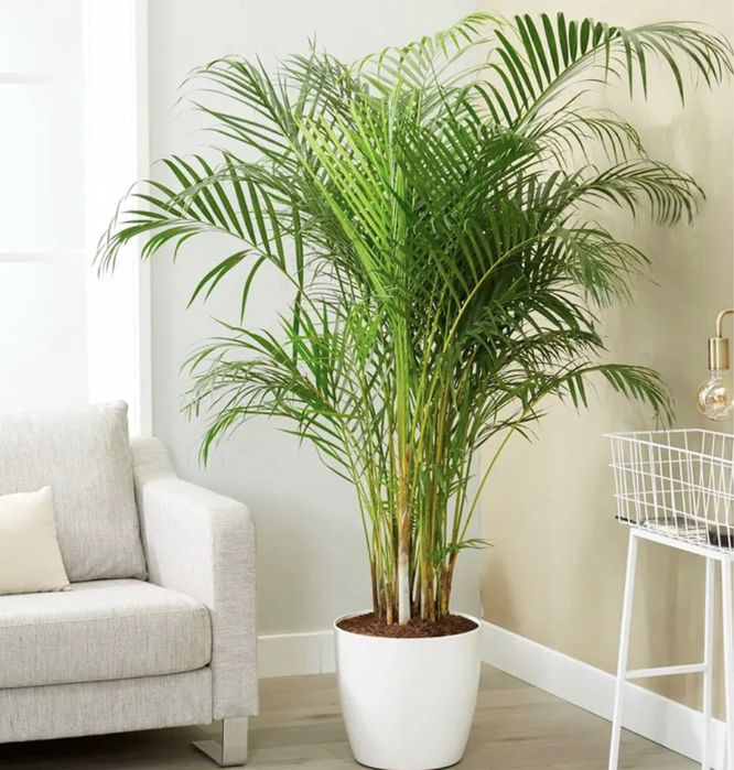 Деревья для офисов