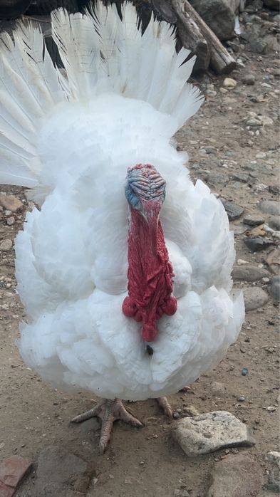 Curci si curcani de vanzare
