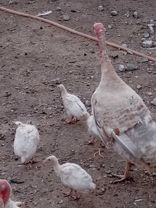 Puisori de curcă