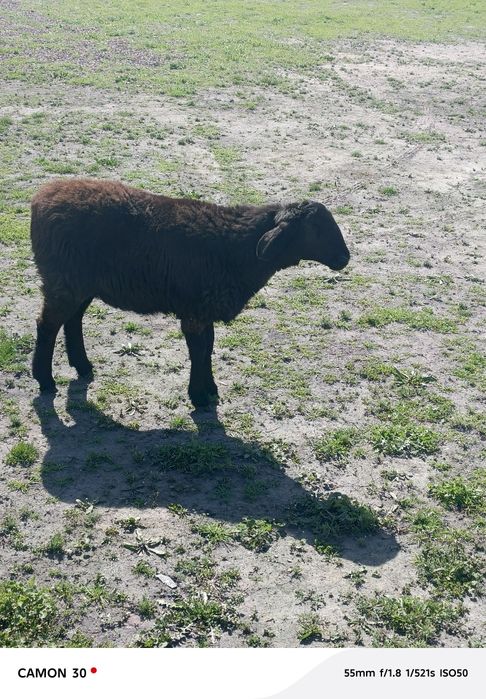 кузи ургочи 8 ойлик сотилади