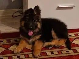 Ciobănesc German 6 luni